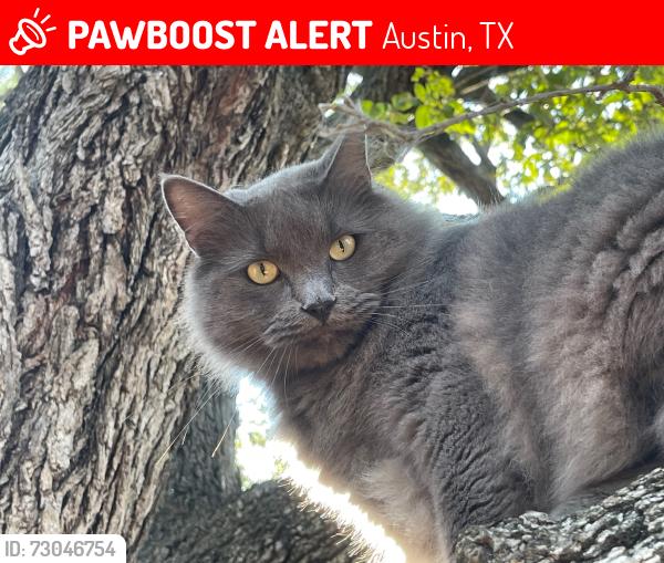 Lost Male Cat last seen La Vista St. and Brinwood, Austin, TX 78704