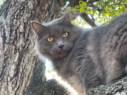 Lost Male Cat last seen La Vista St. and Brinwood, Austin, TX 78704