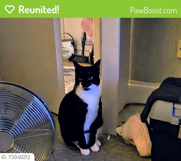 Reunited Male Cat last seen bolesworth road, Cheshire West and Chester, England CH2
