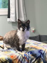 Lost Male Cat last seen Walnut Street and Duncan Ave, Lake Ronkonkoma, NY 11779