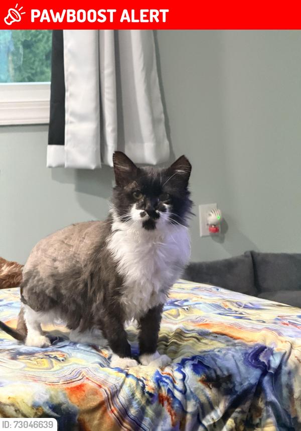 Lost Male Cat last seen Walnut Street and Duncan Ave, Lake Ronkonkoma, NY 11779
