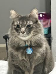 Lost Male Cat last seen Hermann rd, Houston, TX 77050