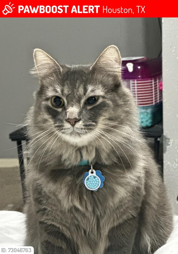 Lost Male Cat last seen Hermann rd, Houston, TX 77050