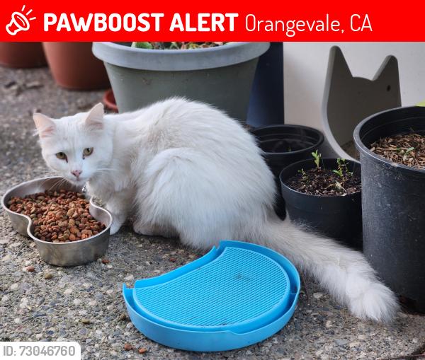 Lost Male Cat last seen C Bar C, Orangevale, CA 95662