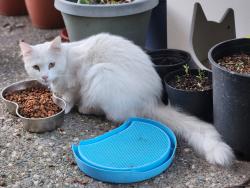 Lost Male Cat last seen C Bar C, Orangevale, CA 95662
