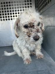 Shelter Stray Male Dog last seen Near HANDLEY EDERVILLE RD, East District, TX, 355 Hillshire Dr, Haslet, TX 76052, USA