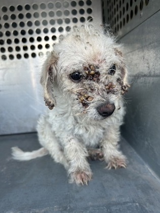 Shelter Stray Male Dog last seen Near HANDLEY EDERVILLE RD, East District, TX, 355 Hillshire Dr, Haslet, TX 76052, USA