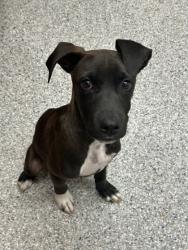 Shelter Stray Male Dog last seen Rutledge Pike, Knox County GP, TN, 3201 Division St, Knoxville, TN 37919, USA
