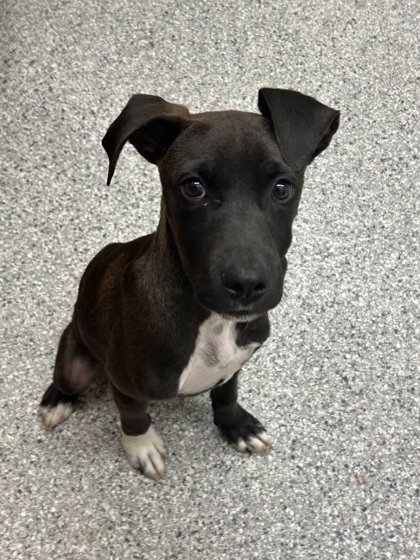 Shelter Stray Male Dog last seen Rutledge Pike, Knox County GP, TN, 3201 Division St, Knoxville, TN 37919, USA