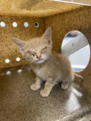 Shelter Stray Male Cat last seen Winnboro Circle, County/Unicorporated, NC, 1491 Business Park Ct, Gastonia, NC 28052, USA