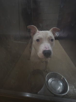 Shelter Stray Male Dog last seen Near bristol, Cedar Hill, TX, 1150 E Pleasant Run Rd, Cedar Hill, TX 75104, USA