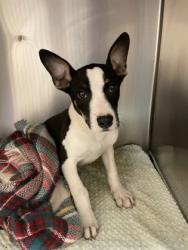 Shelter Stray Male Dog last seen Near Westwood Ct., Duncanville, TX, 1150 E Pleasant Run Rd, Cedar Hill, TX 75104, USA