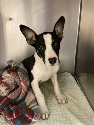 Shelter Stray Male Dog last seen Near Westwood Ct., Duncanville, TX, 1150 E Pleasant Run Rd, Cedar Hill, TX 75104, USA