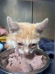Shelter Stray Male Cat last seen 41nd ave & Mera, Oakland, CA, 1101 29th Ave, Oakland, CA 94601, USA