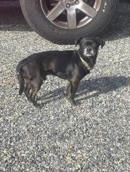 Found/Stray Male Dog last seen outside shields bagging company, Yakima, WA 98903