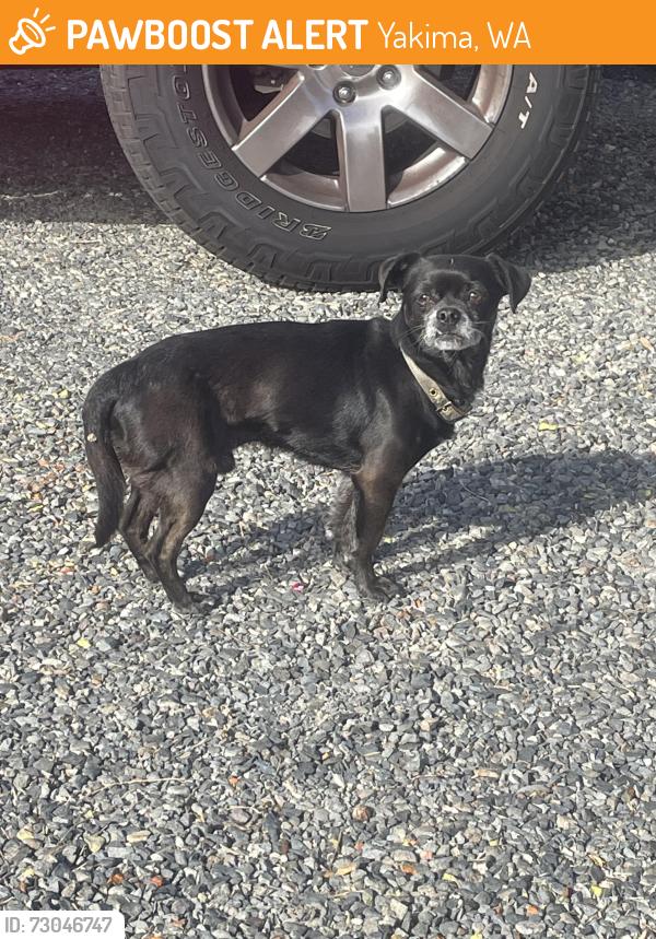 Found/Stray Male Dog last seen outside shields bagging company, Yakima, WA 98903