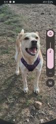 Reunited Female Dog last seen Dixon landing rd , Milpitas, CA 95035