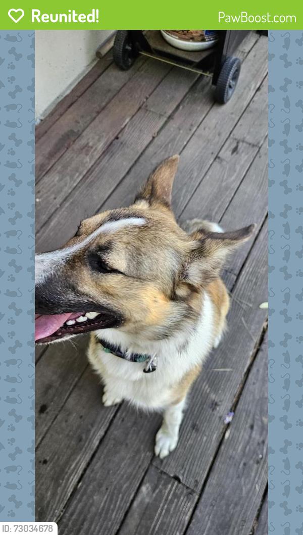 Reunited Male Dog last seen 15th ave abd Division Spokane, Wa, Spokane, WA 99203