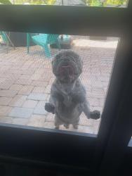 Found/Stray Male Dog last seen Quesada, Palm Bay, FL 32909