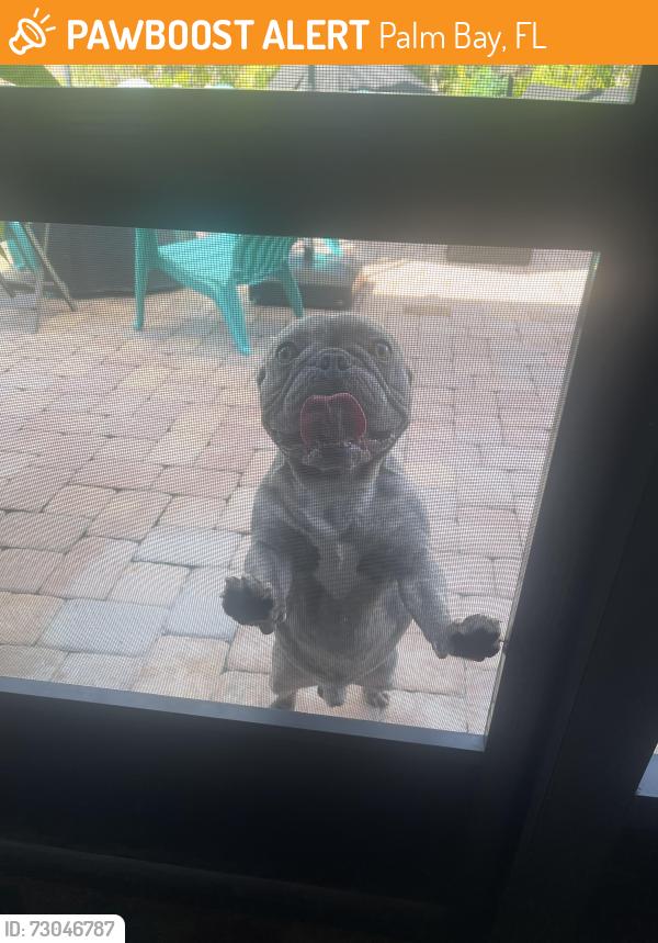 Found/Stray Male Dog last seen Quesada, Palm Bay, FL 32909
