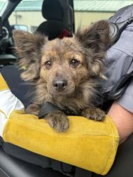 Found/Stray Unknown Dog last seen Riordan State Mansion, Flagstaff, AZ 86001