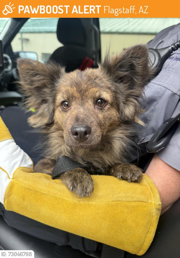 Found/Stray Unknown Dog last seen Riordan State Mansion, Flagstaff, AZ 86001