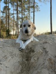 Reunited Male Dog last seen Griffin View Drive and Grays Airport, Lady Lake, FL 32159
