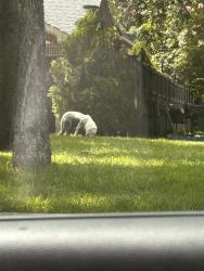 Found/Stray Unknown Dog last seen Hazel rd and houghton , Dallas, TX 75217