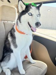 Lost Female Dog last seen Firenze St Lancaster, Lancaster, CA 93536