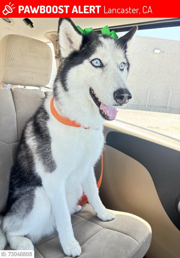 Lost Female Dog last seen Firenze St Lancaster, Lancaster, CA 93536