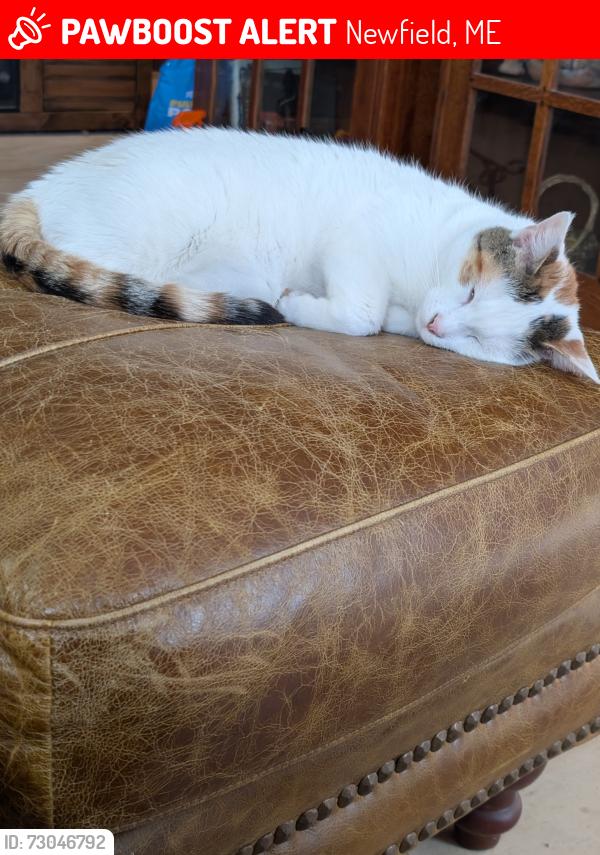 Lost Female Cat last seen H Road, Newfield, ME 04095