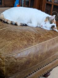 Lost Female Cat last seen H Road, Newfield, ME 04095