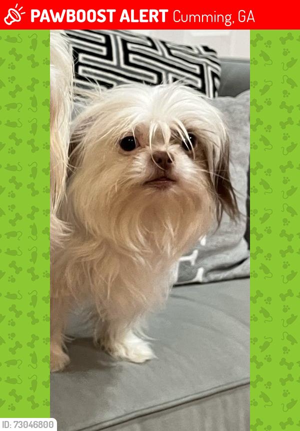 Lost Female Dog last seen Tel, Cumming, GA 30040