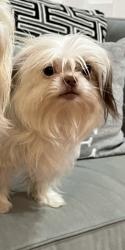Lost Female Dog last seen Tel, Cumming, GA 30040