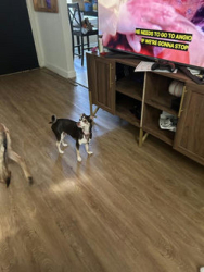 Lost Male Dog last seen Etiwanda, Rialto, CA 92376