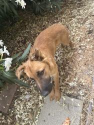 Found/Stray Unknown Dog last seen amethys rd, Victorville, CA 92392