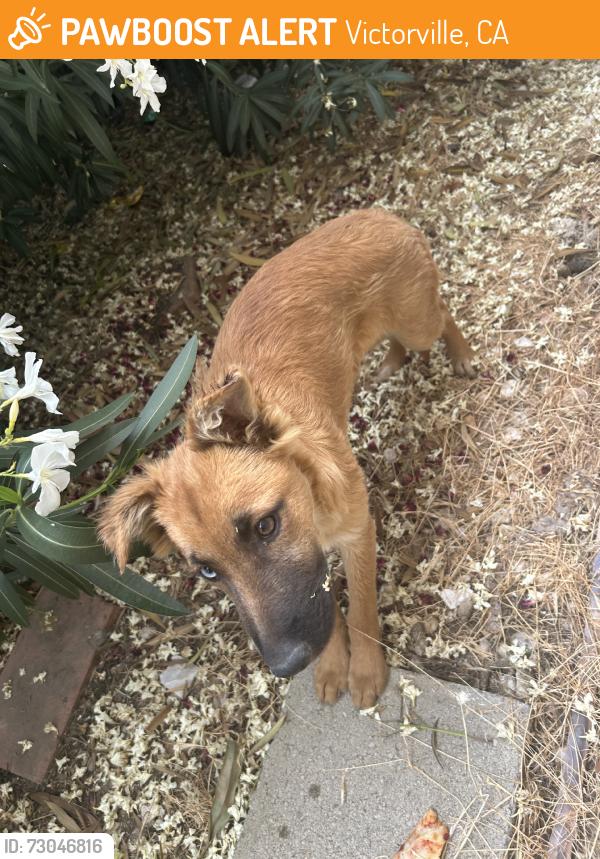 Found/Stray Unknown Dog last seen amethys rd, Victorville, CA 92392