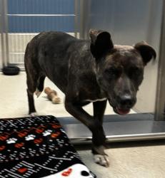 Shelter Stray Female Dog last seen grand river ave and halsted rd, Farmington Hills, MI, 48336, 1200 N Telegraph Building 42E, Pontiac, MI 48340, USA
