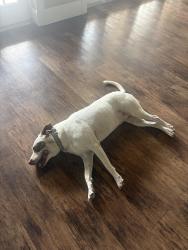 Reunited Female Dog last seen Overlook at Hamlin HOA, Winter Garden, FL 34787