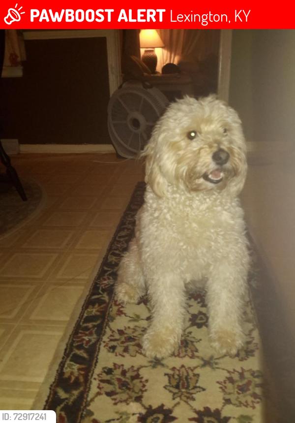 Lost Male Dog last seen Russell cave, Lexington, KY 40517