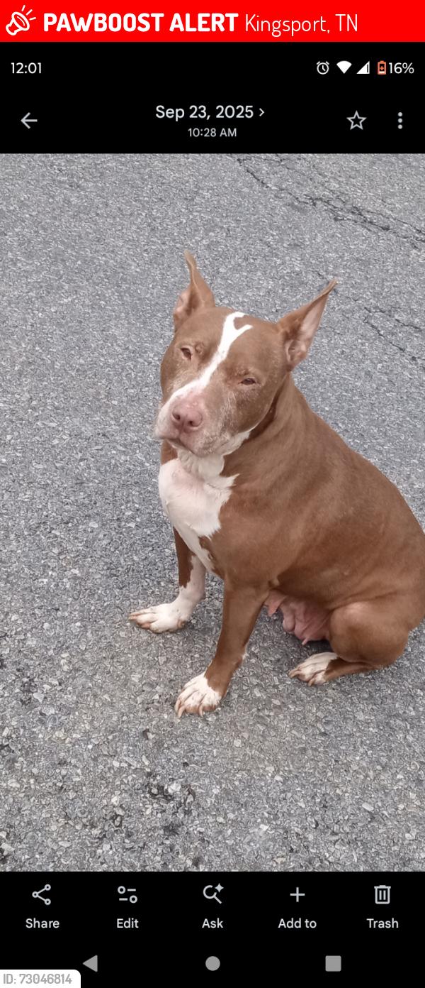 Lost Female Dog last seen Rocky hill lane, Kingsport, TN 37660