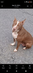 Lost Female Dog last seen Rocky hill lane, Kingsport, TN 37660