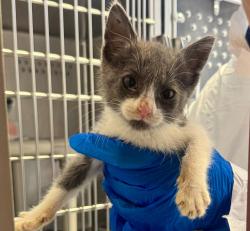 Shelter Stray Female Cat last seen Near Burroughs Street, SAN LEANDRO, CA, 94579, 8323 Baldwin St, Oakland, CA 94621, USA
