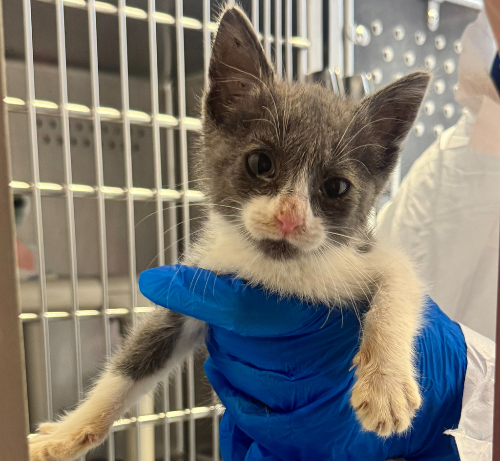 Shelter Stray Female Cat last seen Near Burroughs Street, SAN LEANDRO, CA, 94579, 8323 Baldwin St, Oakland, CA 94621, USA