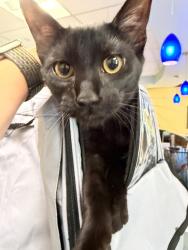 Shelter Stray Unknown Cat last seen Apt 102,4565 Wicklow Place, VIRGINIA BEACH, VA, 23452, 341 S Birdneck Rd, Virginia Beach, VA 23451, USA