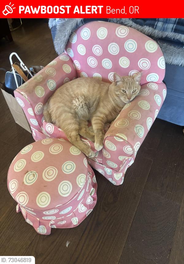 Lost Male Cat last seen Mountain view, Bend, OR 97701