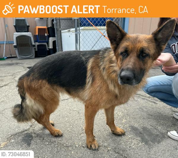 Found/Stray Female Dog last seen Spencer Street and Hawthorne Blvd, Torrance, CA 90503