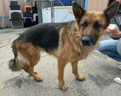 Found/Stray Female Dog last seen Spencer Street and Hawthorne Blvd, Torrance, CA 90503
