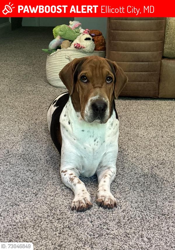 Lost Female Dog last seen Oak west dr, Ellicott City, MD 21043