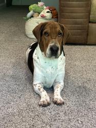 Lost Female Dog last seen Oak west dr, Ellicott City, MD 21043